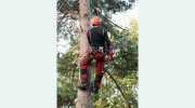 Aurora Tree Service