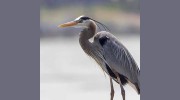 Blue Heron Carpet Dry Cleaning