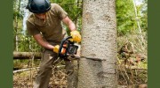 Toledo Tree Service