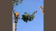 Arbor Masters Tree Service